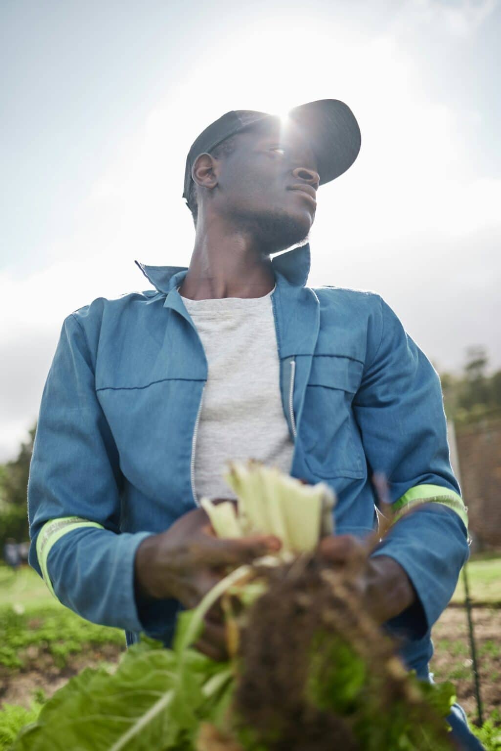 Sustainability farmer, spinach agriculture farm and countryside worker harvesting healthy green pla